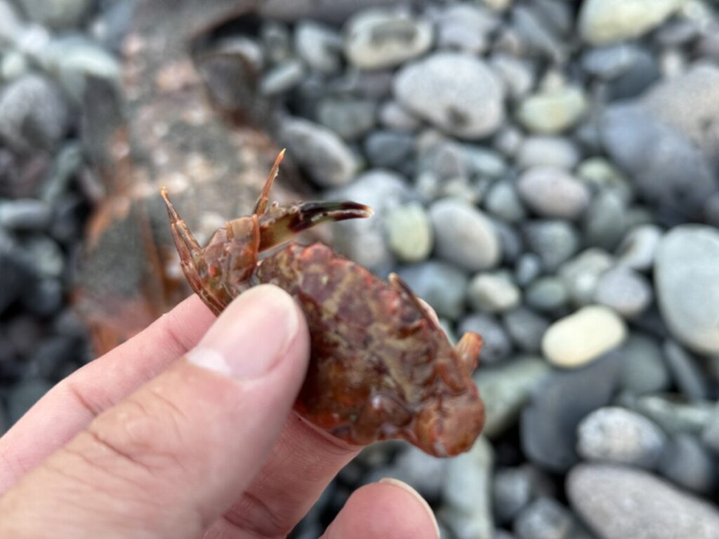 キジハタが捕食しているベイト