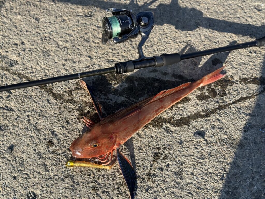 エギゾースト 3G＋ジョルティミニ14gでホウボウ