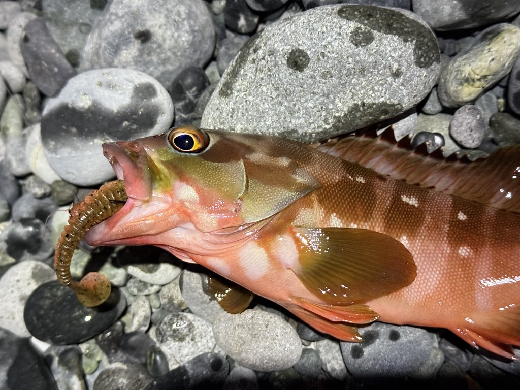 冬でもロックフィッシュはワームで釣れる。シャッドテールの裏技とおすすめタックル・釣り方を徹底解説