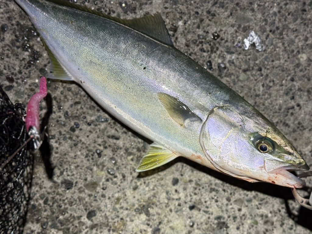 ダイソーVJで青物を狙う