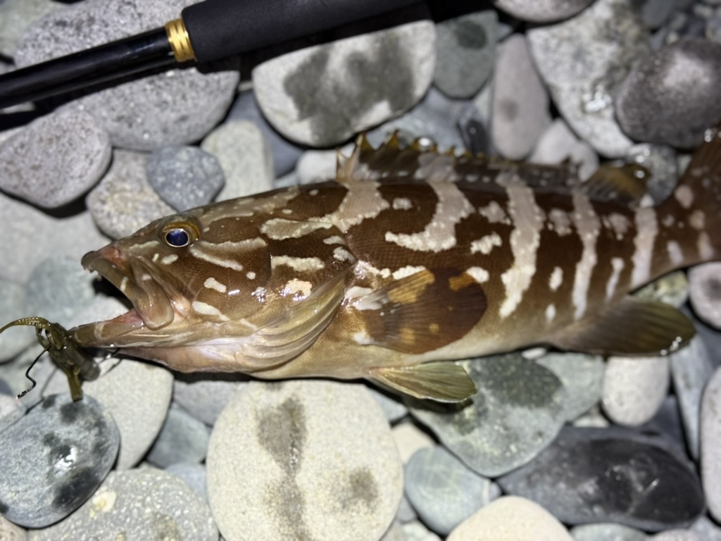 24セルテートでクエ