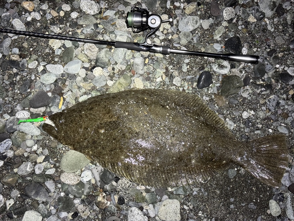 24セルテート+26ルナミスで75cmの座布団ヒラメをキャッチ