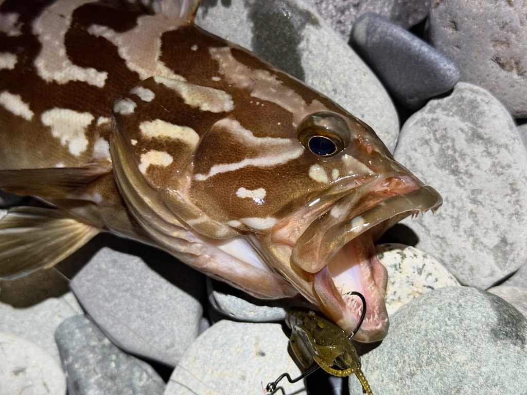 チヌクローで夜にクエも釣れる