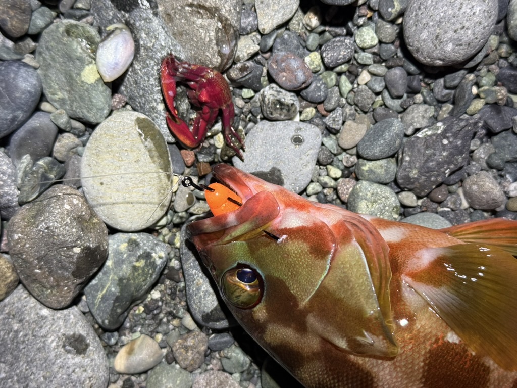 アカハタも同様にカニを捕食