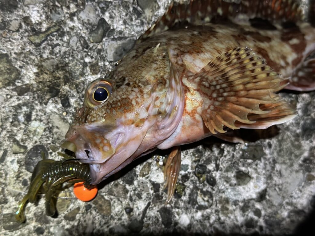 ジョイントノッカーで根魚を釣る