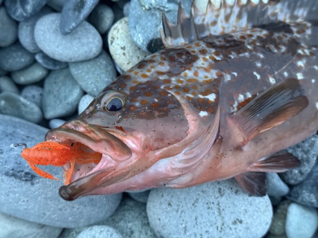 キジハタをはじめとするハタ系の魚は、特に上あごが硬いため、アタリがあった後にしっかりとフッキングしないと、掛かりが浅くバラしてしまう原因になりやすいです。