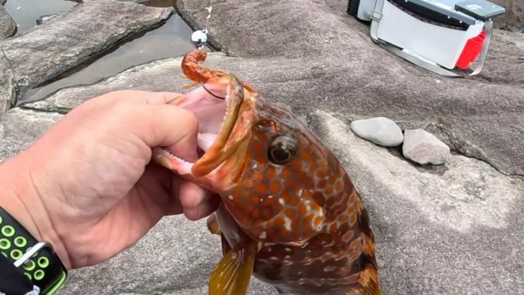 根魚玉はロックフィッシュで手軽に装着できるおすすめのジグヘッド