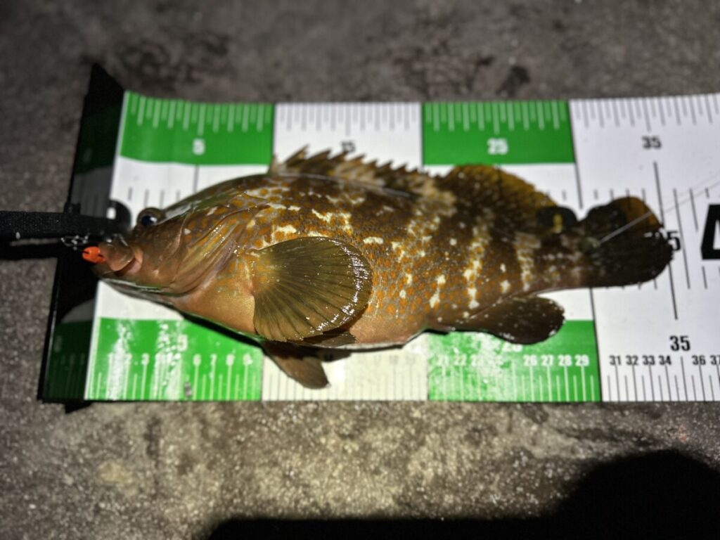 魚を地面に触れさせ優しくするのであれば330円のワイドタイプのフィッシングメジャーも同じくダイソーから販売