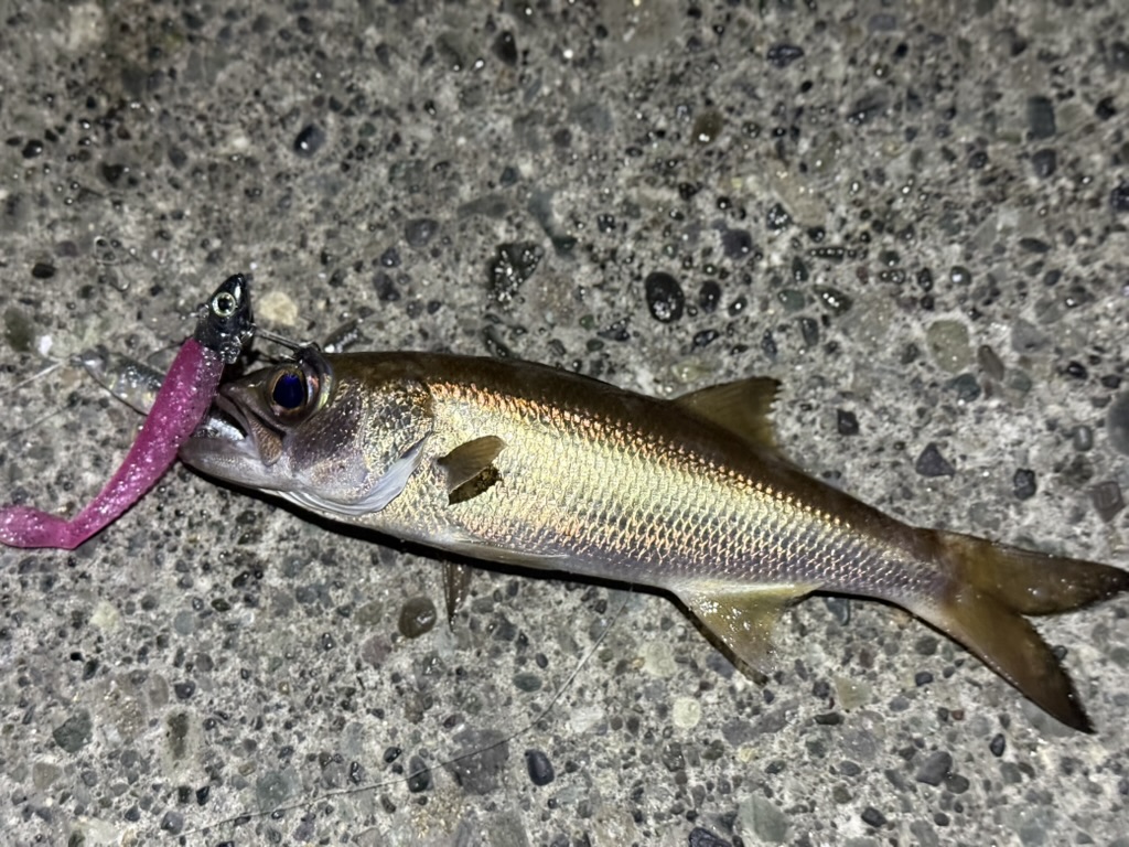 ダイソーのシャッドテールワームでムツ