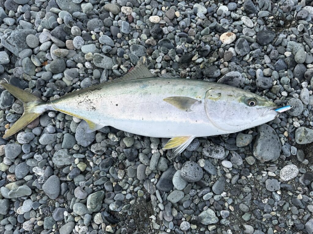 ジークのRサーディンはブリ系の青物にも効果的でリフト＆フォールの誘いも有効