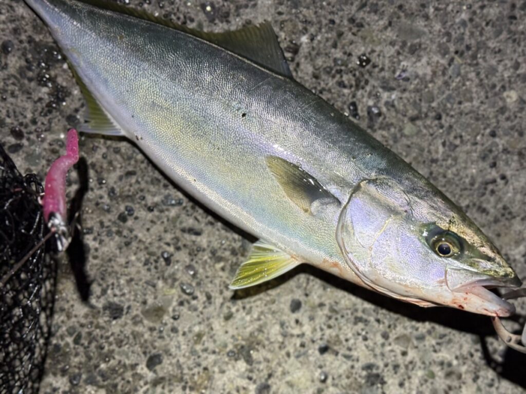夜に青物はシャッドテールワームで食うこともある