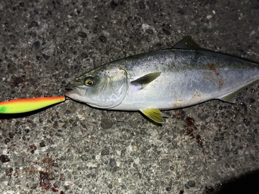 【まとめ】夜に青物を狙うなら一番は「ミノーで表層」