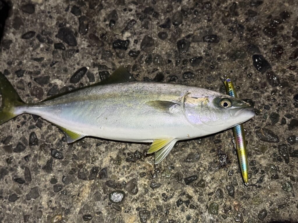 夜でも青物が釣れる理由
