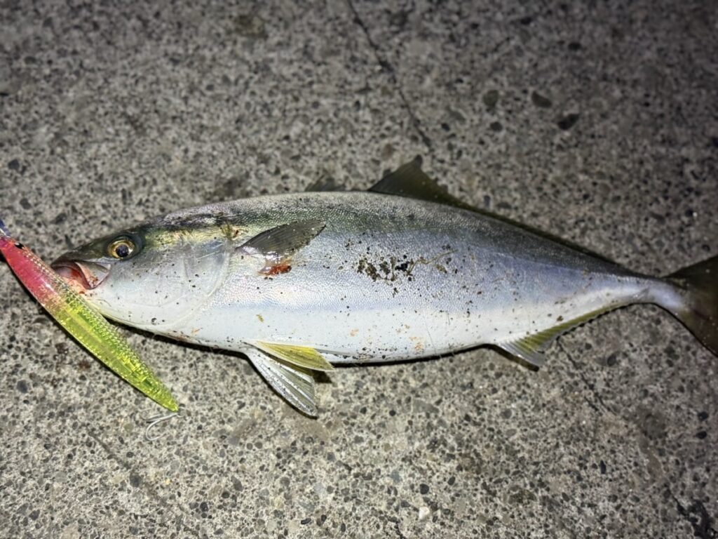 エギゾースト3Gはバッドの強さで中型クラスの青物までなら余裕でやり取りができます。