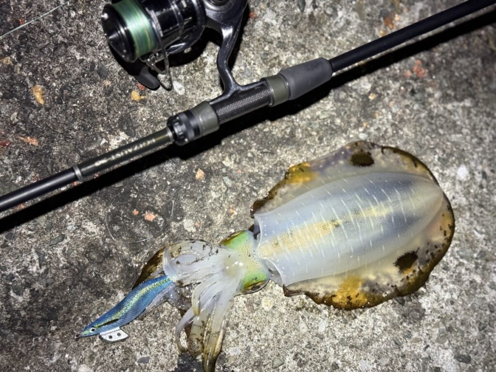 エギゾースト 3G＋エギ王K ブルーポーション 3号でアオリイカ