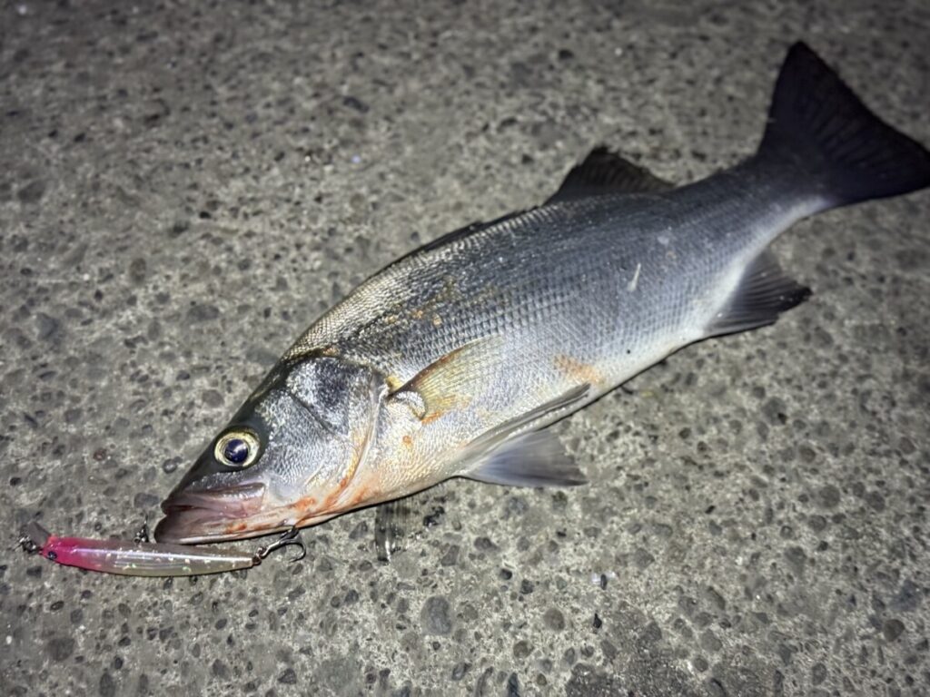 エギゾースト3Gでヒラスズキ