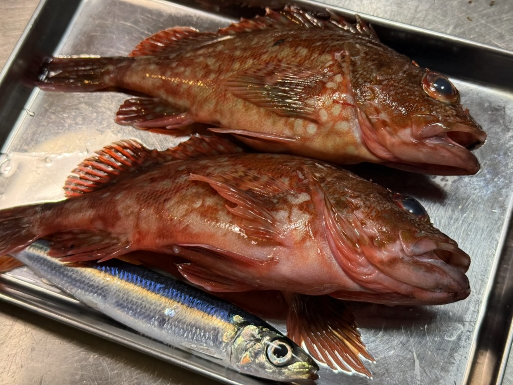 魚の心理：冬は「低燃費・高カロリー」な食事がしたい