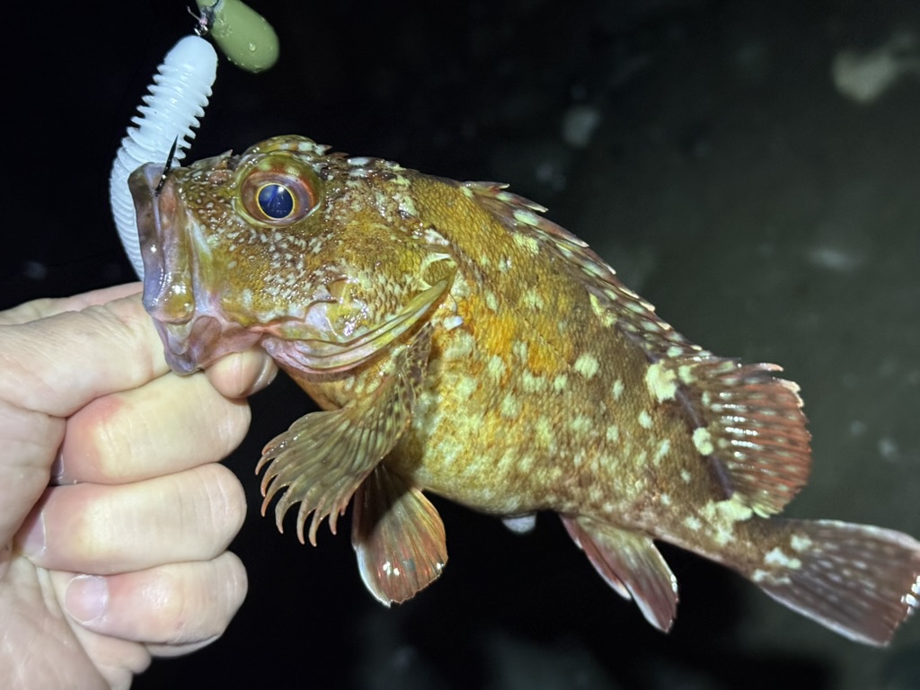 釣果を伸ばす！冬のボトムバンピングとリフト＆フォールのコツ