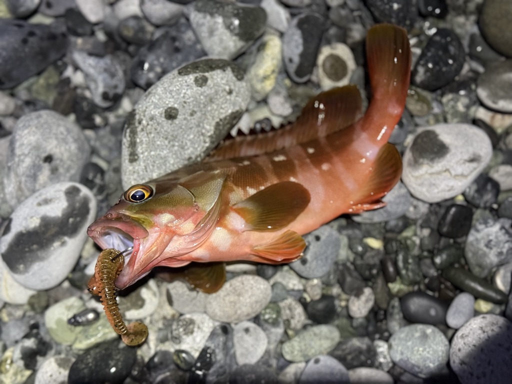 冬のロックフィッシュは「ワーム選び」と「繊細さ」で差がつく