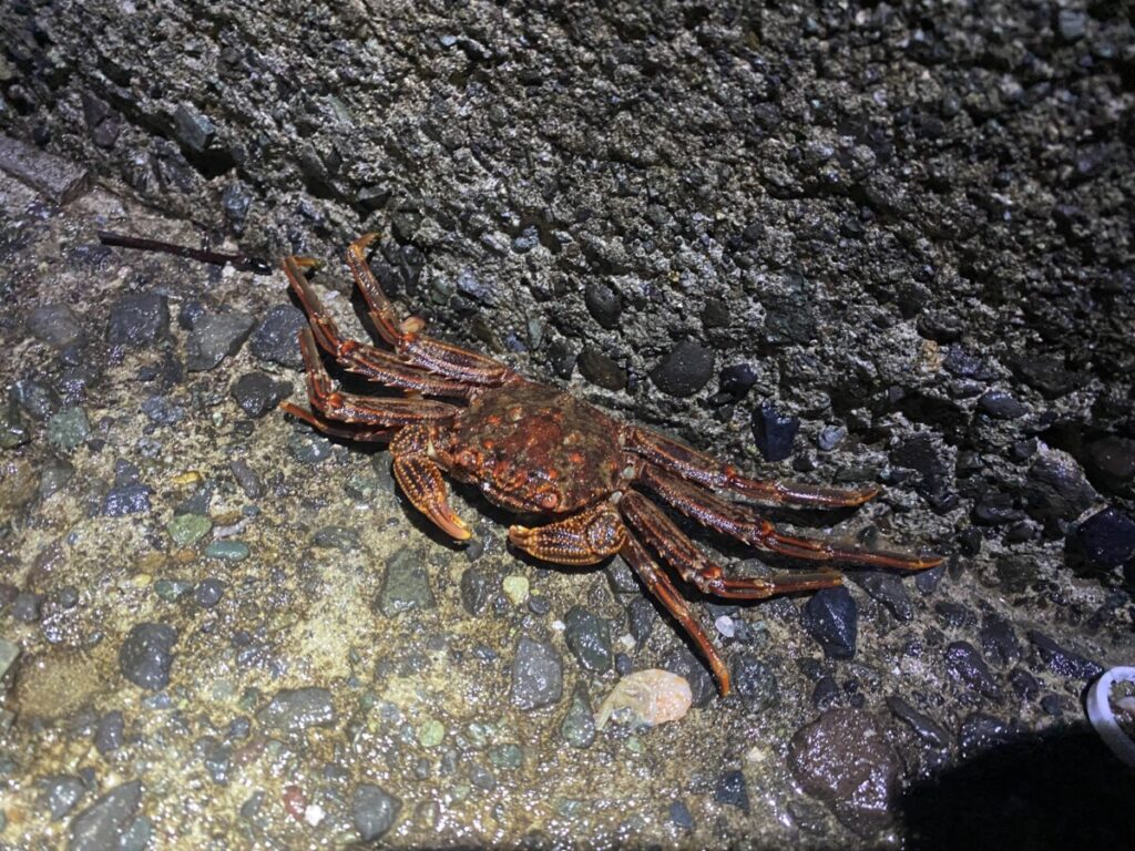 冬、甲殻類（カニ・エビ）の多くは岩の隙間の奥深くでじっとして動かなくなります。一方で、イワシやチカなどの小魚（ベイトフィッシュ）は群れで回遊しています。