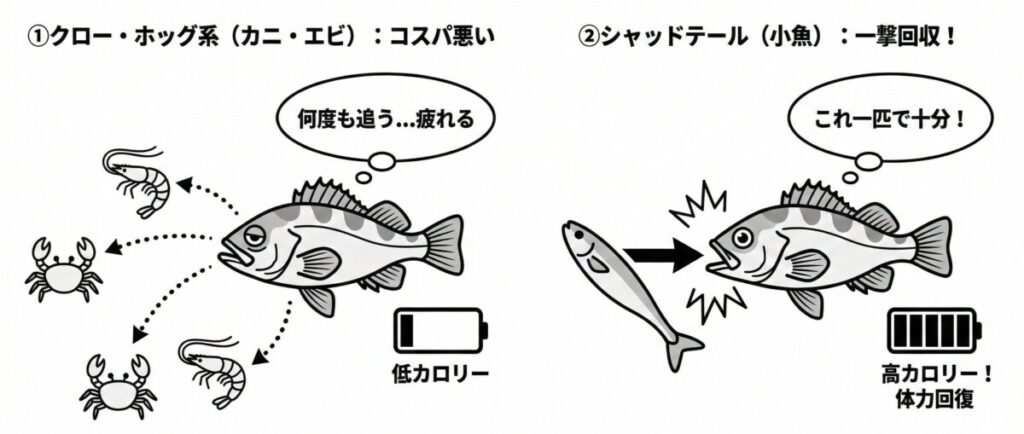冬のロックフィッシュは魚は極力動きたくないため、効率よく高カロリーの餌を捕食する