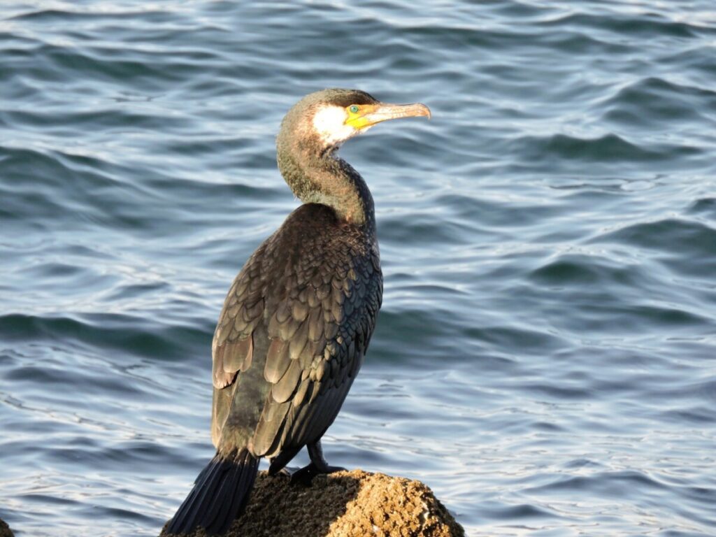 ジョルティは魚じゃなく「海鵜」まで喰ってきたほどリアルな存在感