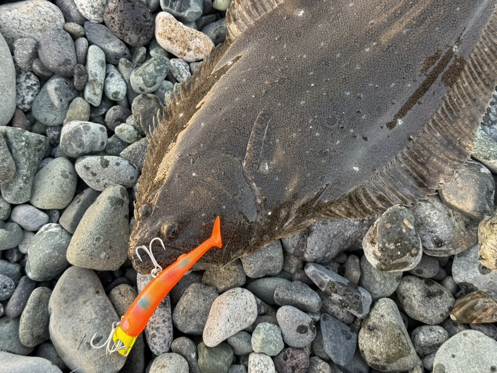ヒラメは口が硬いので、違和感を感じたら少し強めにロッドを煽ってフッキングするのが基本。ジョルティはトレブルフックが2個搭載されているので、浅掛かりでも保持力が高くバラしにくいのが嬉しいポイントです。