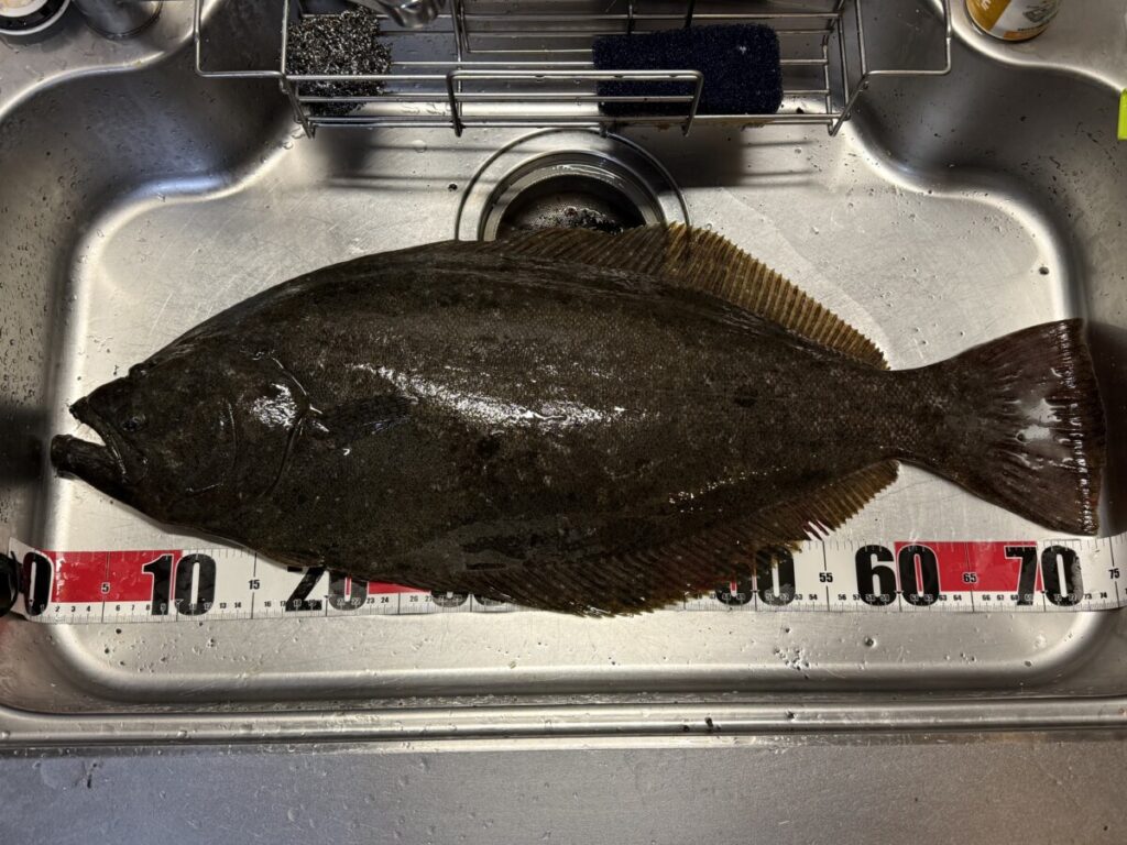 自宅のシンクにいっぱいいっぱいの座布団ヒラメは76cm