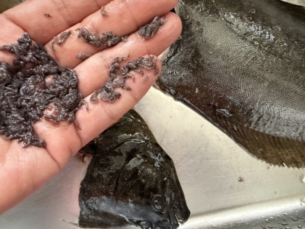 ジョルティで仕留めたヒラメの胃袋から大量に出てきたアミエビ