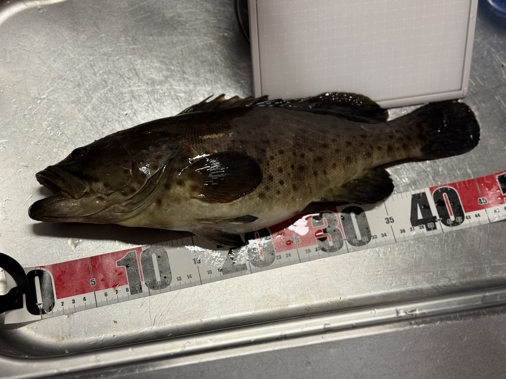 チャイロマルハタのサイズは46cm