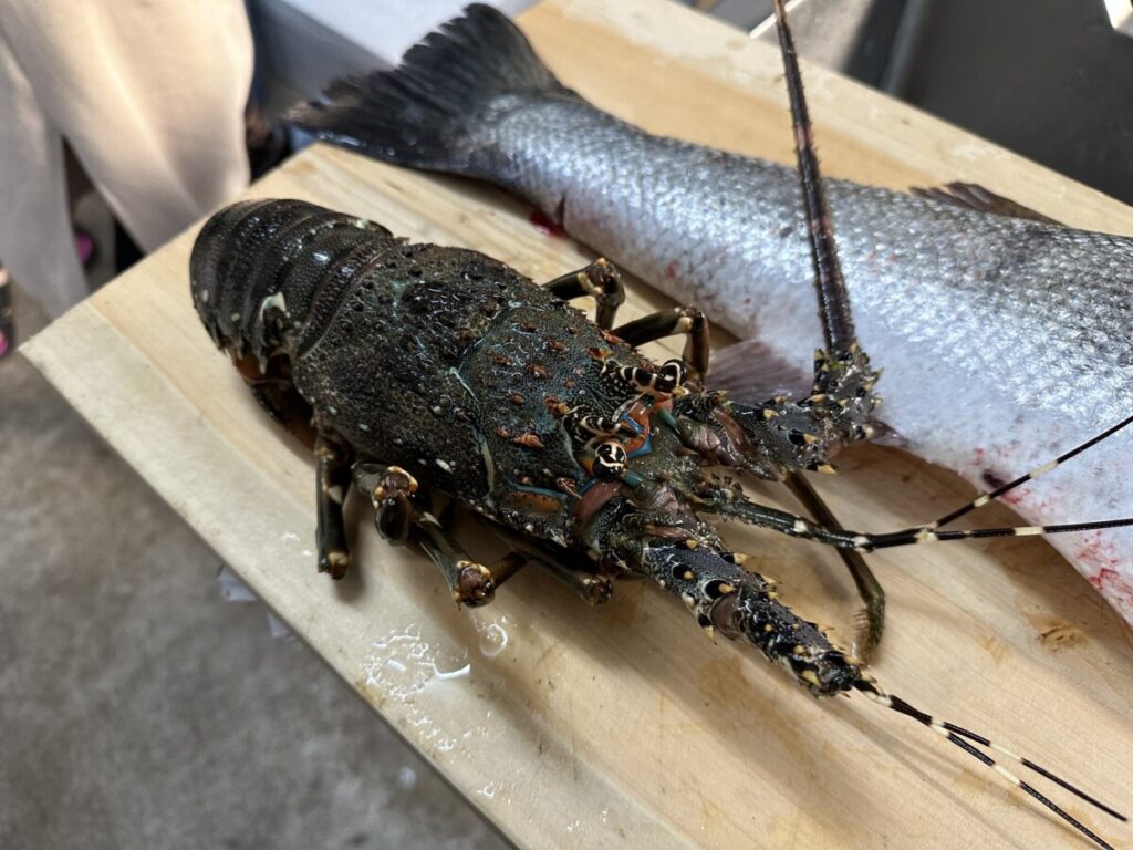 漁が解禁された時期は伊勢海老を捕る。最近ニシキエビも交じる