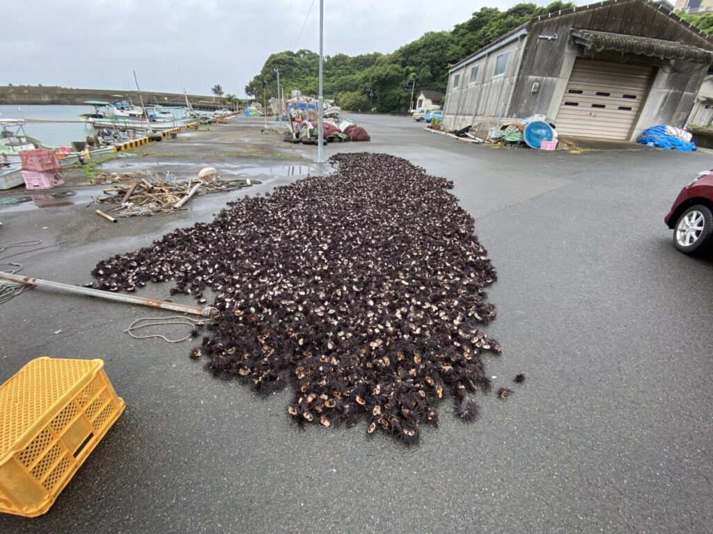 ウニの季節は素潜り・ウニの殻は肥料にして畑へ